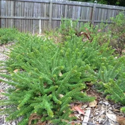 Grevillea Lanigera Mt Tamboritha 20 Grevillea Lanigera Mt Tamboritha -NatureNest Shop apo mt tamboritha plants