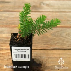 Grevillea Lanigera Mt Tamboritha 24 Grevillea Lanigera Mt Tamboritha -NatureNest Shop apo mt tamboritha tubetock