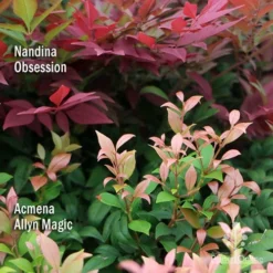 Nandina Obsession -NatureNest Shop apo nandina obsession acmena allyn magic 1