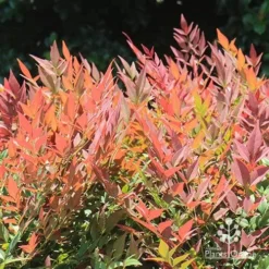 Nandina Obsession -NatureNest Shop apo nandina obsession colour