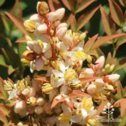 Nandina Obsession -NatureNest Shop apo nandina obsession flower2s