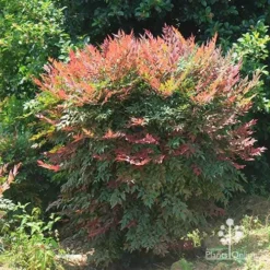 Nandina Obsession -NatureNest Shop apo nandina obsession full grown