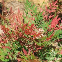 Nandina Obsession -NatureNest Shop apo nandina obsession leaf flower
