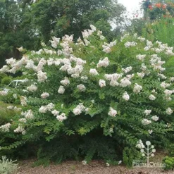 Crepe Myrtle - Lagerstroemia Natchez 33 Crepe Myrtle - Lagerstroemia Natchez -NatureNest Shop apo natchez coppiced 1