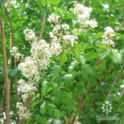 Crepe Myrtle - Lagerstroemia Natchez 34 Crepe Myrtle - Lagerstroemia Natchez -NatureNest Shop apo natchez coppiced flowering 1
