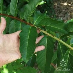 Crepe Myrtle - Lagerstroemia Natchez 35 Crepe Myrtle - Lagerstroemia Natchez -NatureNest Shop apo natchez coppiced leaf