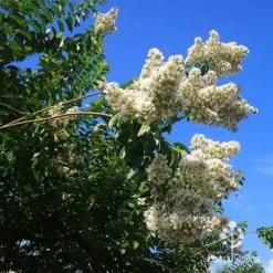 Crepe Myrtle - Lagerstroemia Natchez 37 Crepe Myrtle - Lagerstroemia Natchez -NatureNest Shop apo natchez crepe myrtle