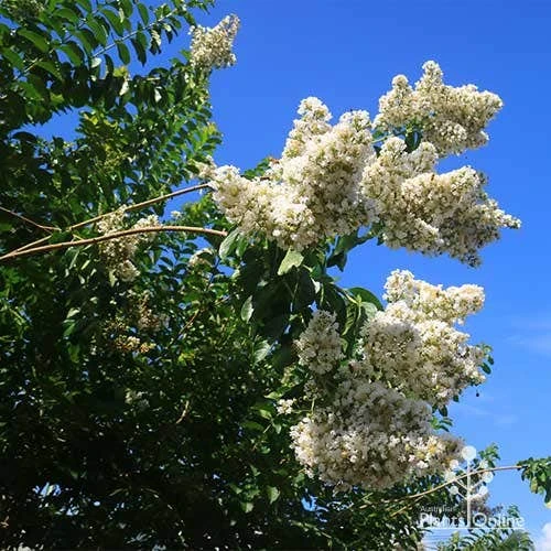 Crepe Myrtle - Lagerstroemia Natchez 18 Crepe Myrtle - Lagerstroemia Natchez - Image 18