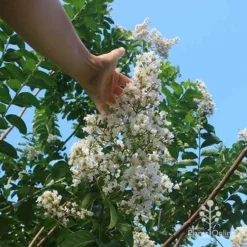 Crepe Myrtle - Lagerstroemia Natchez 39 Crepe Myrtle - Lagerstroemia Natchez -NatureNest Shop apo natchez flower size 1