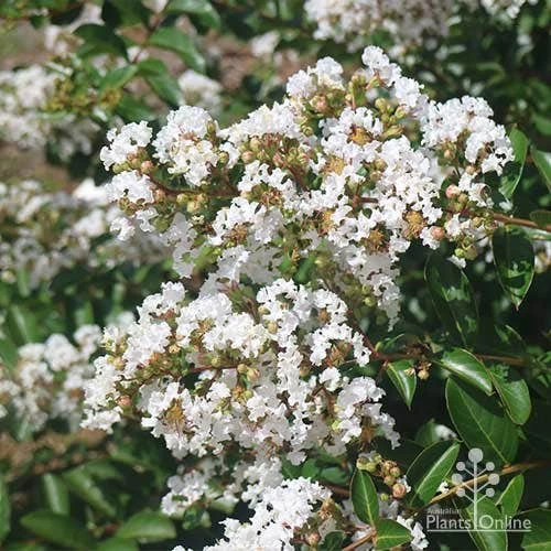 Crepe Myrtle - Lagerstroemia Natchez 19 Crepe Myrtle - Lagerstroemia Natchez - Image 19