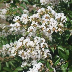 Crepe Myrtle - Lagerstroemia Natchez 38 Crepe Myrtle - Lagerstroemia Natchez -NatureNest Shop apo natchez flowerhead