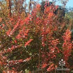 Crepe Myrtle - Lagerstroemia Natchez 30 Crepe Myrtle - Lagerstroemia Natchez -NatureNest Shop apo natchez in autumn