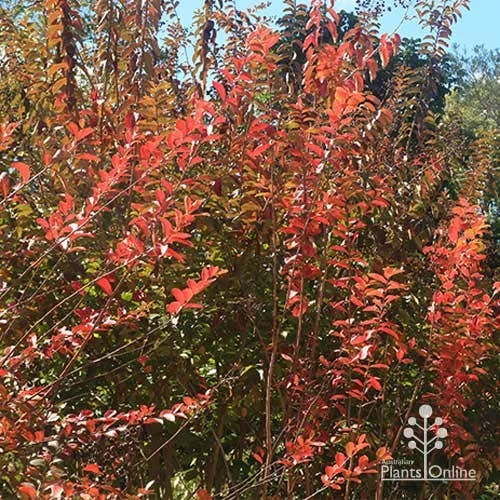 Crepe Myrtle - Lagerstroemia Natchez 11 Crepe Myrtle - Lagerstroemia Natchez - Image 11