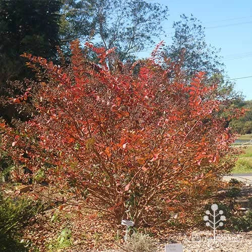 Crepe Myrtle - Lagerstroemia Natchez 17 Crepe Myrtle - Lagerstroemia Natchez - Image 17