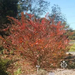 Crepe Myrtle - Lagerstroemia Natchez 36 Crepe Myrtle - Lagerstroemia Natchez -NatureNest Shop apo natchez in winter