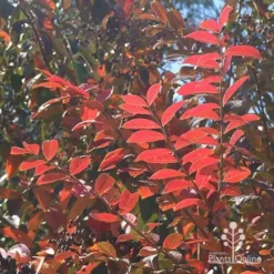 Crepe Myrtle - Lagerstroemia Natchez 24 Crepe Myrtle - Lagerstroemia Natchez -NatureNest Shop apo natchez winter colour 1
