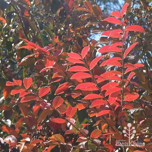 Crepe Myrtle - Lagerstroemia Natchez 5 Crepe Myrtle - Lagerstroemia Natchez - Image 5