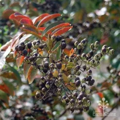 Crepe Myrtle - Lagerstroemia Natchez 31 Crepe Myrtle - Lagerstroemia Natchez -NatureNest Shop apo natchez winter pods and colour 1