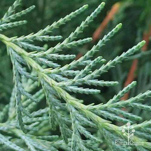 Cupressocyparis Naylors Blue - Leyland Cypress 2 Cupressocyparis Naylors Blue - Leyland Cypress - Image 2