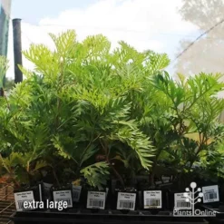 Grevillea Ned Kelly -NatureNest Shop apo ned kelly dec large