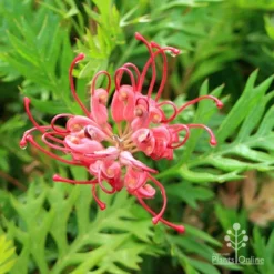 Grevillea Ned Kelly -NatureNest Shop apo ned kelly flower and leaf