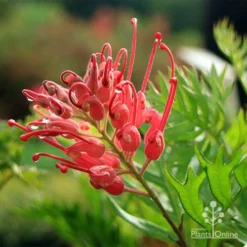 Grevillea Ned Kelly -NatureNest Shop apo ned kelly flower leaf