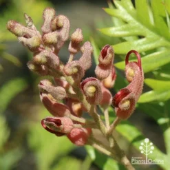 Grevillea Ned Kelly -NatureNest Shop apo ned kelly flowerbud