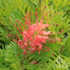 Grevillea Ned Kelly -NatureNest Shop apo ned kelly grevillea flower2
