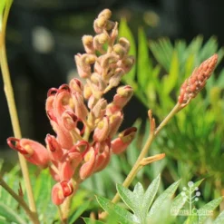 Grevillea Ned Kelly -NatureNest Shop apo ned kelly grevillea flowerbud