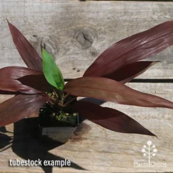 Cordyline Fruticosa Negra 13 Cordyline Fruticosa Negra -NatureNest Shop apo negra cordyline tubestock top