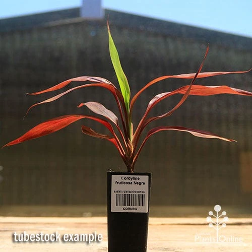 Cordyline Fruticosa Negra 2 Cordyline Fruticosa Negra - Image 2