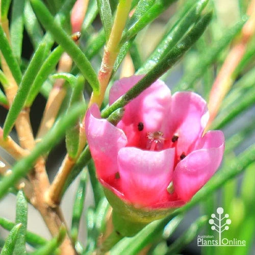 Chamelaucium Nina's Delight - Waxflower 8 Chamelaucium Nina's Delight - Waxflower - Image 8