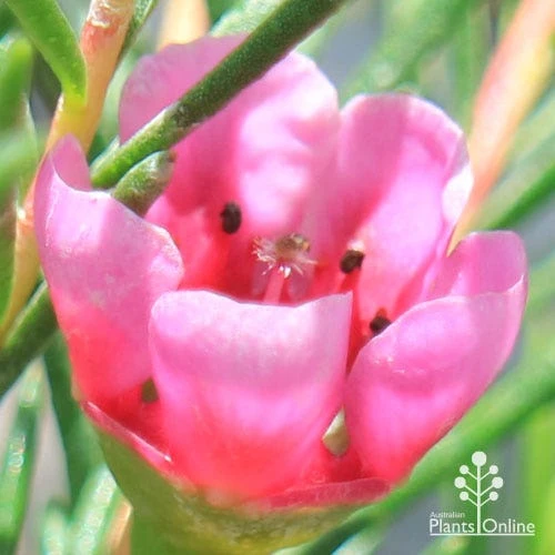 Chamelaucium Nina's Delight - Waxflower 5 Chamelaucium Nina's Delight - Waxflower - Image 5