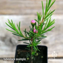 Chamelaucium Nina's Delight - Waxflower 15 Chamelaucium Nina's Delight - Waxflower -NatureNest Shop apo ninas delight wax tubestock buds