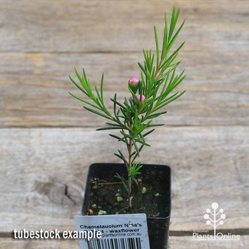 Chamelaucium Nina's Delight - Waxflower 9 Chamelaucium Nina's Delight - Waxflower - Image 9