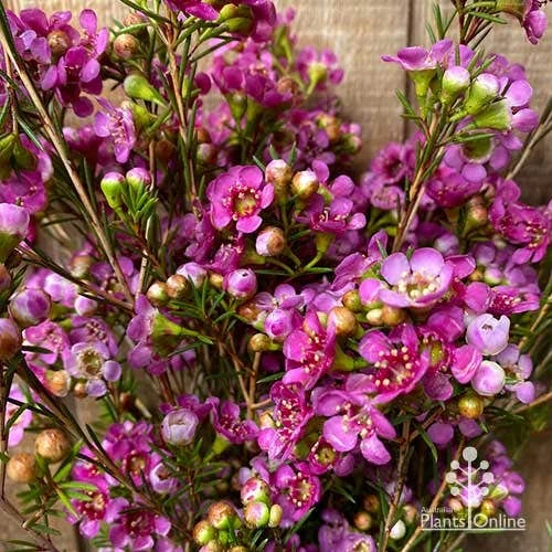 Chamelaucium Nina's Delight - Waxflower 1 Chamelaucium Nina's Delight - Waxflower