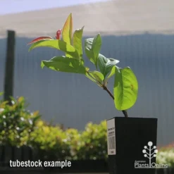 Chaenomeles Nivalis - Japanese Quince -NatureNest Shop apo nivalis quince tubestock2