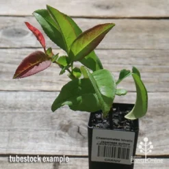 Chaenomeles Nivalis - Japanese Quince -NatureNest Shop apo nivalis quince tubestock 1