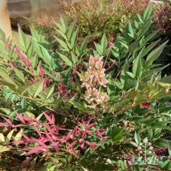 Nandina Obsession -NatureNest Shop apo obsession flowering
