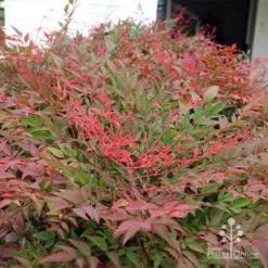 Nandina Obsession -NatureNest Shop apo obsession new growth
