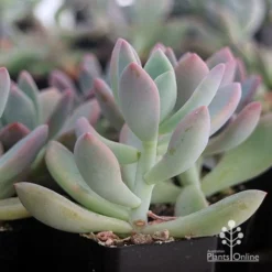 Graptoveria Opalina - Succulent 14 Graptoveria Opalina - Succulent -NatureNest Shop apo opalina colour shade