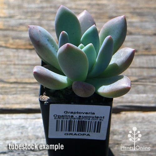 Graptoveria Opalina - Succulent 4 Graptoveria Opalina - Succulent - Image 4