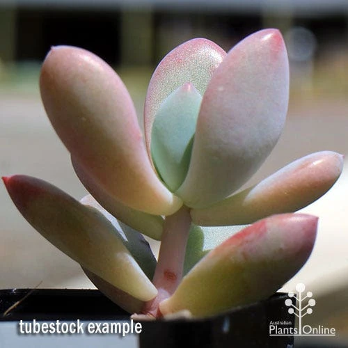 Graptoveria Opalina - Succulent 8 Graptoveria Opalina - Succulent - Image 8