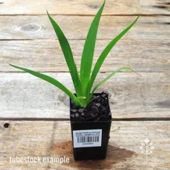 Anigozanthos Orange Cross - Kangaroo Paw 11 Anigozanthos Orange Cross - Kangaroo Paw -NatureNest Shop apo orange cross kangaroo paw tubestock