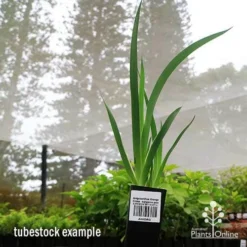 Anigozanthos Orange Cross - Kangaroo Paw 17 Anigozanthos Orange Cross - Kangaroo Paw -NatureNest Shop apo orange cross tubestock