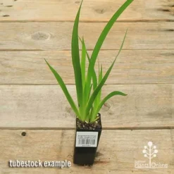 Anigozanthos Orange Cross - Kangaroo Paw 13 Anigozanthos Orange Cross - Kangaroo Paw -NatureNest Shop apo orange cross tubestock top