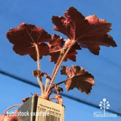 Heuchera Palace Purple - Coral Bells -NatureNest Shop apo palace purple colour beneath