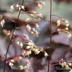 Heuchera Palace Purple - Coral Bells -NatureNest Shop apo palace purple heuchera flowers