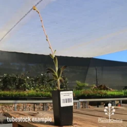 Kalanchoe Tomentosa – Panda Plant - Succulent -NatureNest Shop apo panda plant tubestock tall