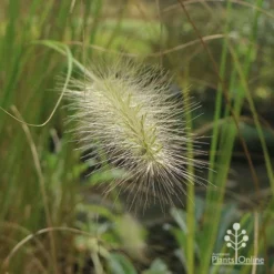 Pennisetum Alopecuroides - Swamp Fountain Grass 20 Pennisetum Alopecuroides - Swamp Fountain Grass -NatureNest Shop apo pennisetum alopec awn